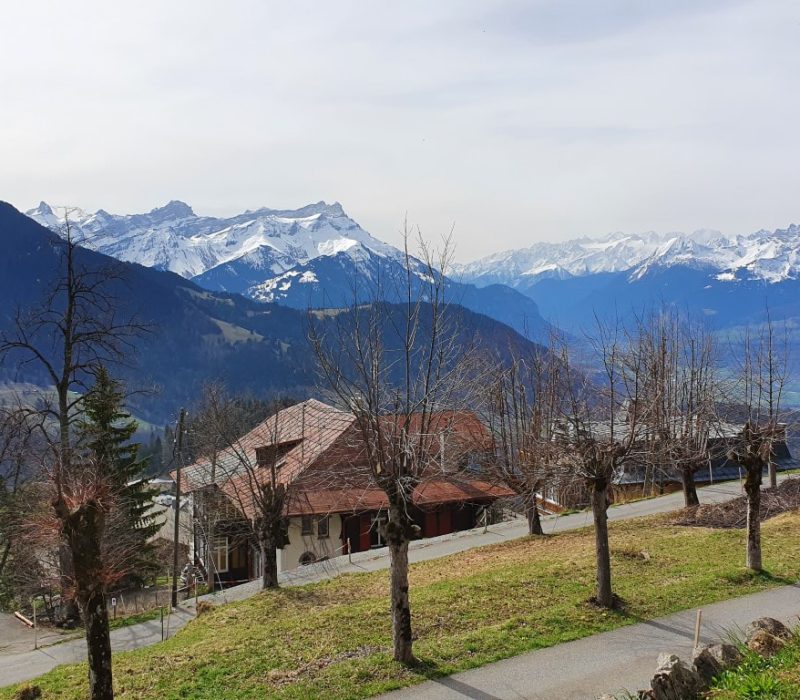 view from studio in summer