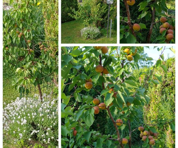 en juin : les abricots