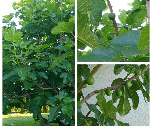 en juillet et septembre : les figues