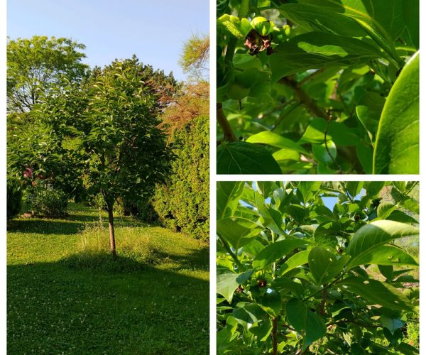 fin d'automne : les kakis