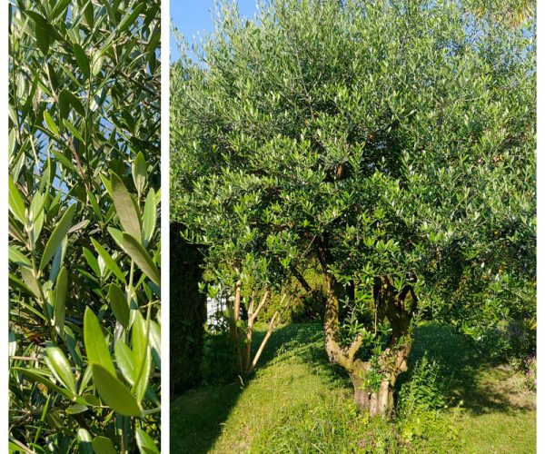 sur demande, les olives préparées par nos soins
