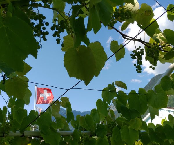 selon les saisons, vous profiterez de fruits divers